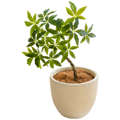 镁泥大号花盆高级感绿植盆栽轻奢