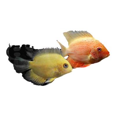 喷点金菠萝水族宠物易活热带鱼