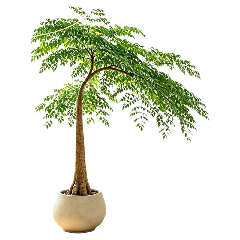 大型绿植象腿树室内造型盆栽客厅好养落地式网红植物四季常青大树