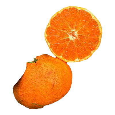 正宗四川春见耙耙柑树苗橘子果苗