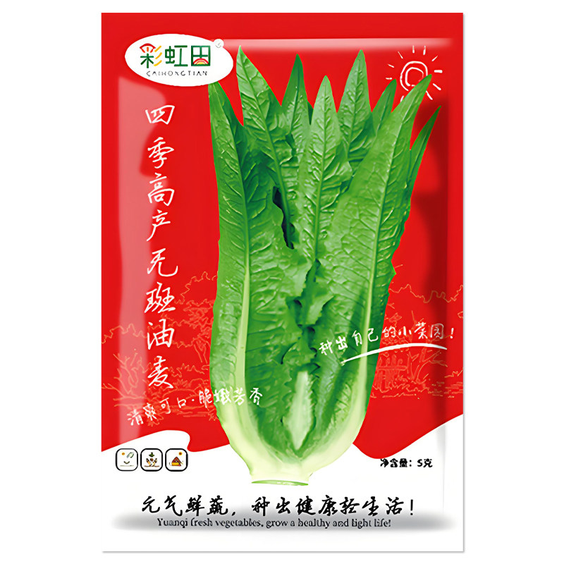四季高产无斑油麦菜种子