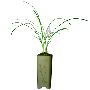 兰花苗春兰莲瓣兰小雪素浓香卉盆景栽土绿带草植物名贵花苞室内芳