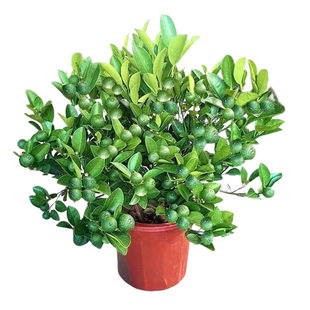 海南小青柠树苗金桔香水柠檬树盆栽耐寒客厅阳台南方种植果树果苗