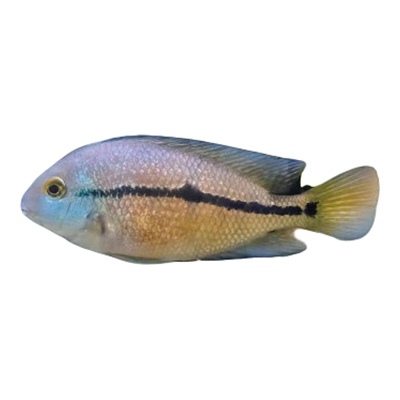 美洲慈鲷珍珠火口鱼苗热带鱼淡水