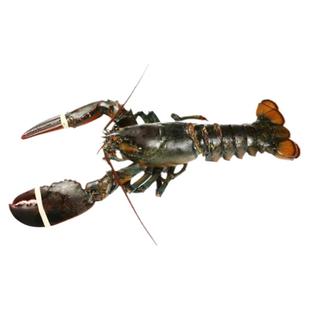 波士顿龙虾生冻大虾鲜冻海鲜水产鳌虾超大12斤加拿大波龙送礼礼盒