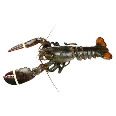 特大波士顿龙虾鳌虾海捕生冻龙虾