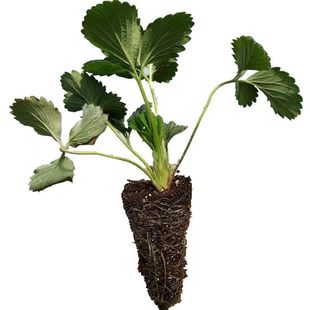 草莓苗带花带果盆栽带土丹东奶油甜宝章姬久香草莓秧苗四季种子籽