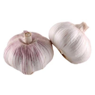 大蒜头干蒜新鲜紫皮多瓣