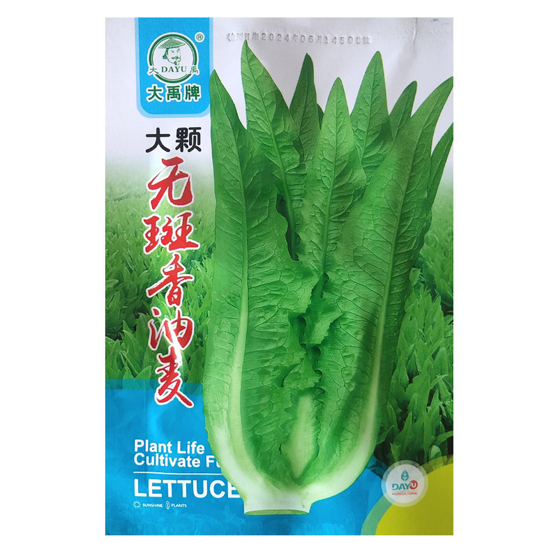 大禹大颗无斑经典香油麦菜种子