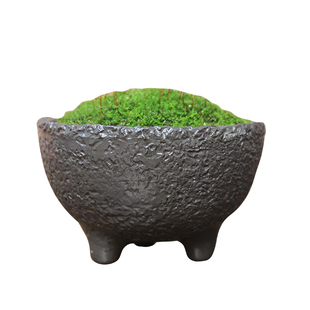 现货短绒苔藓白发藓苔藓微景观素材布景微植物雨林缸造景盆景铺面