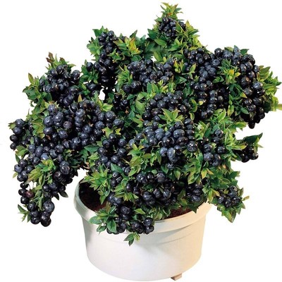 蓝莓树果苗盆栽地栽果树苗南方北方四季种植当年结果特大蓝莓树苗