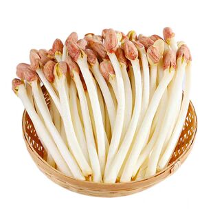 新鲜现摘长寿花生芽苗菜凉拌脆嫩 爽口火锅干锅饭店食材蔬菜 水培