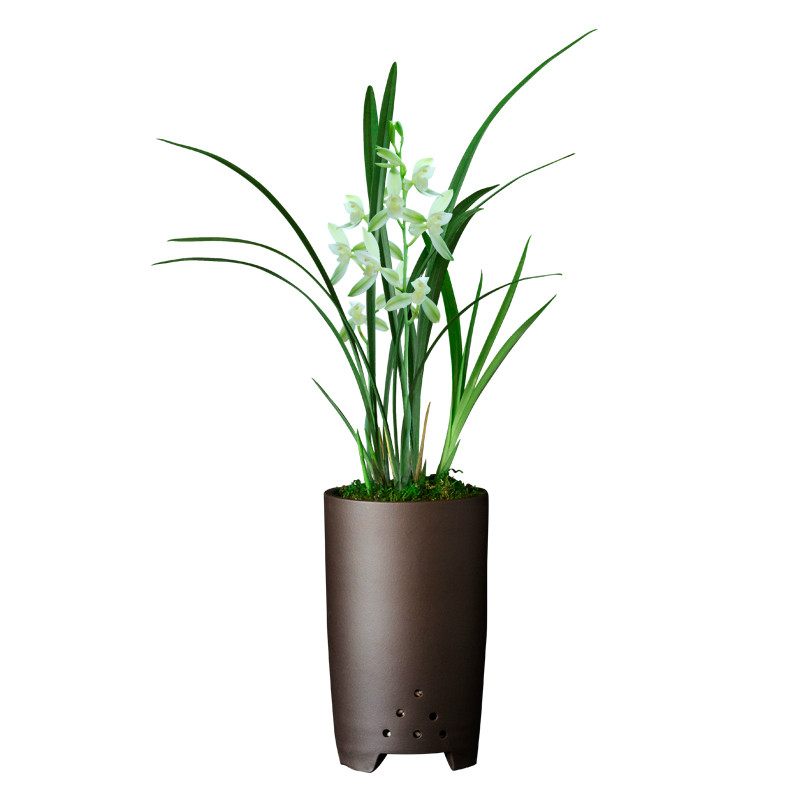 正品浓香型兰花室内好养观花植物