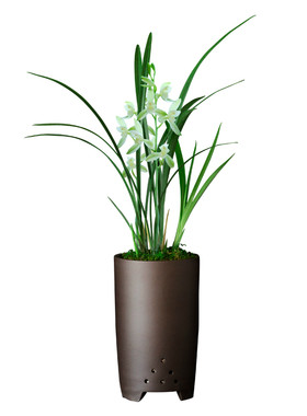 正品浓香型兰花室内好养观花植物