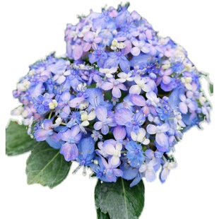 大苗二三加仑爆花基地粉色落跑新娘有松三河千鸟万华镜佳橙超新品