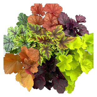 矾根花苗绿植盆栽彩叶巩根室外阳台四季观叶植物大苗耐寒耐冻花卉