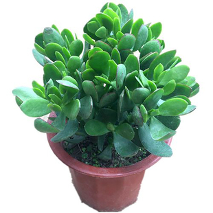 多年生老桩多肉室内外盆栽金枝玉叶雅乐之舞盆栽玉树植物