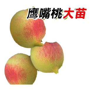 鹰嘴桃树苗桃树果苗广东连平嫁接南北方种植黄桃水蜜桃树带土四季