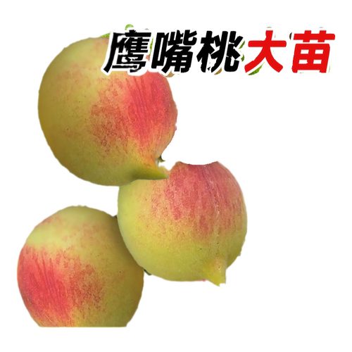 鹰嘴桃树苗桃树果苗广东连平嫁接南北方种植黄桃水蜜桃树带土四季