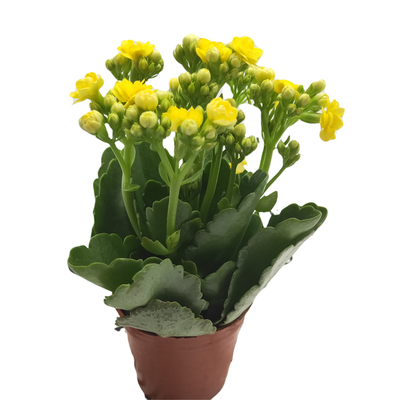 进口巴黎老桩宫灯长寿花新品种