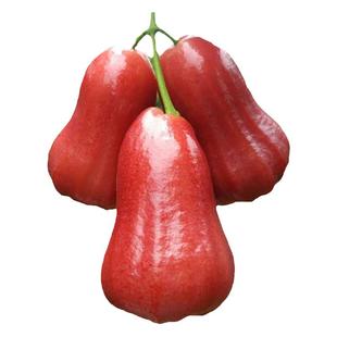 海南新鲜水果黑金刚莲雾果树上熟中果大果特大果顺丰包邮坏果包赔