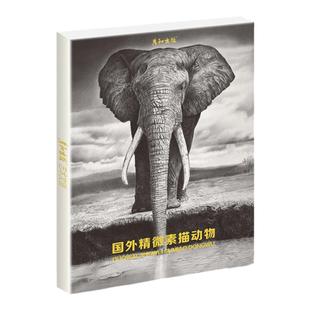 国外精微素描动物临摹卡明信片学习卡高清16张临摹卡大尺寸文创高清画册集艺术手绘插画文艺复古圣诞节日礼物贺卡出类艺术画片集