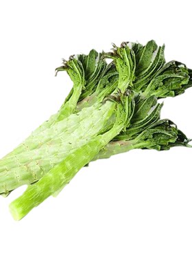 莴笋秧苗青皮红皮耐热尖叶圆叶秋冬季阳台耐寒蔬菜青皮莴苣苗秧苗