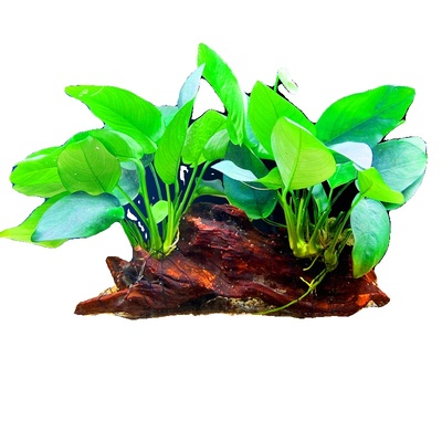 鱼缸造景莫斯无土植物增氧趴地