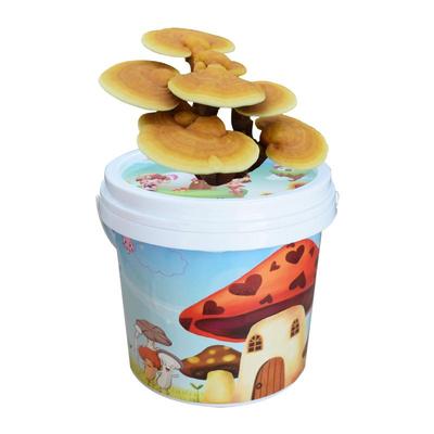 食用观赏活体灵芝盆景盆栽蘑菇灵芝菌包菌种 灵芝种植灵芝苗盆栽