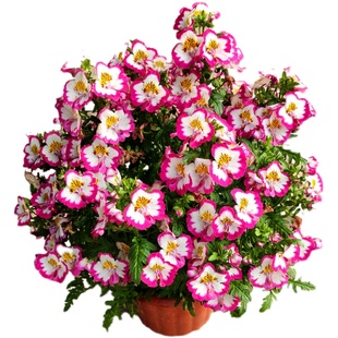 多花素馨新款夏季超大藤本爬藤花卉室外庭院花园攀爬盆栽易养植物