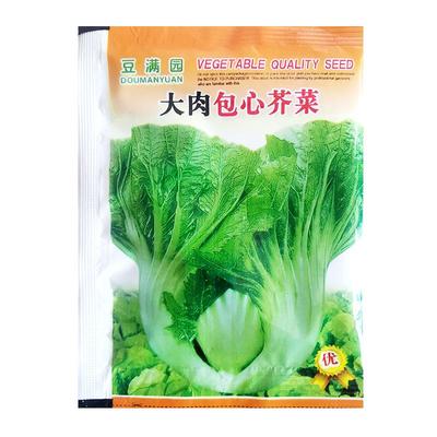 大肉包心芥菜种子蔬菜种籽