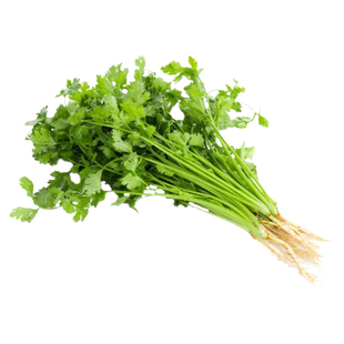 耐寒小叶香菜种子山东老品种大叶芫荽种孑春夏播四季阳台速生菜籽