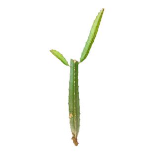 广西金都一号红心火龙果苗阳台庭院成活率高当年挂果易种植包对版