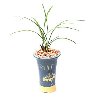 清雅兰花苗春兰带花苞红草红荷浓香型客厅书桌绿植盆栽