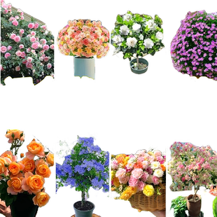 懒人适合养的花庭院四季植物阳台月季绿植室内盆栽太阳花卉三角梅