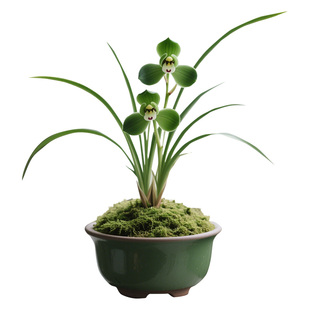 【春兰新宋梅】兰花苗名贵窗台盆栽花卉植物室内兰草国兰浓香细叶