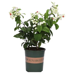 龙吐珠花盆栽带花苗老桩鲜花植物室内客厅阳台好养开花卉绿植耐热