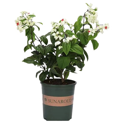 龙吐珠花盆栽带花苗老桩鲜花植物