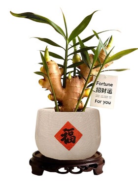 禄根盆栽接福迎好运好寓意