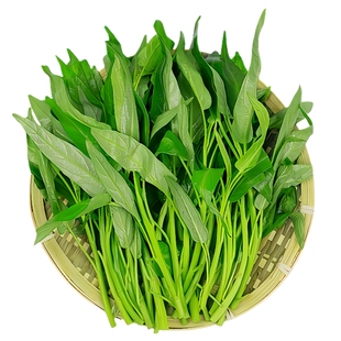 正宗高产三叉空心菜种子柳叶空心菜籽种四季阳台蔬菜种子盆栽菜园