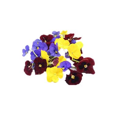 新鲜三色堇西餐摆盘装饰点缀花草