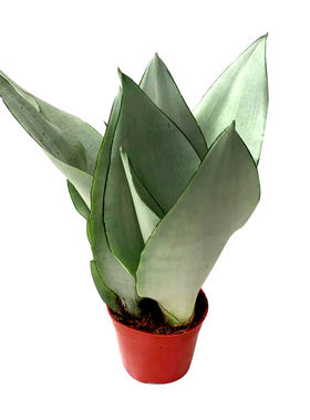 白玉虎皮兰四季常青花卉观叶植物
