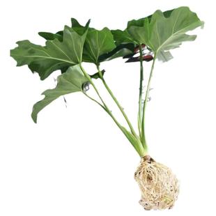 春雨绿植盆栽花卉植物室内易养活龟背竹无土春羽水培植物室内好养