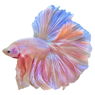 曼尾纱泰国斗鱼观赏鱼苗热带冷水淡水金鱼家养好养小型宠物婚纱鱼