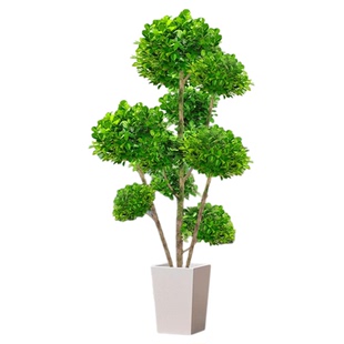 金钱榕盆栽办公室大型发财树摇钱树乔迁之喜室内客厅绿植招财榕树