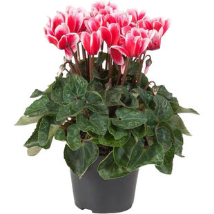 大花仙客来盆栽带花苞室内花卉重瓣迎客来多季好养大花苗观花植物