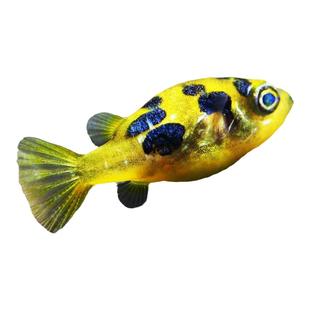 大头娃娃巧克力娃娃鱼活体观赏鱼热带鱼斑马狗头宠物鱼活体