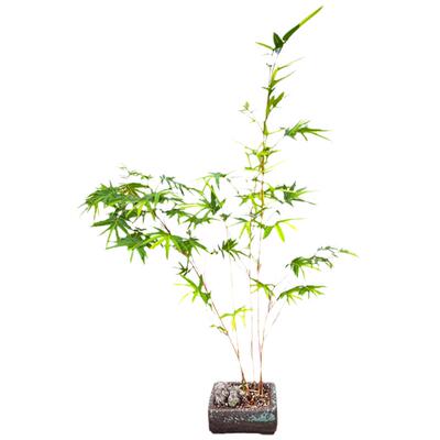 华香园观音竹古风禅意书房