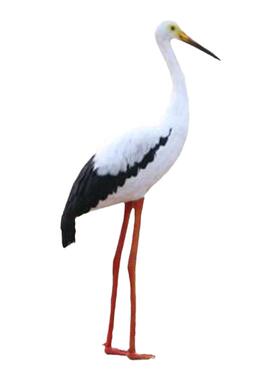 仿真羽毛白鹳朱鹮摆件纯手工