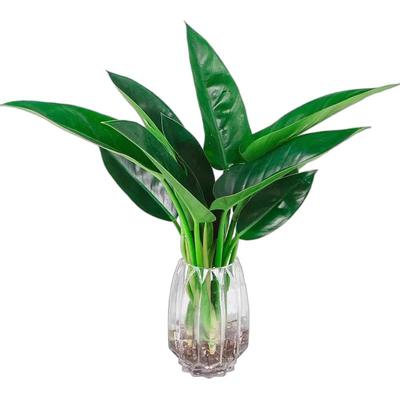 大金钻盆栽水培植物花室内桌面大叶绿公主吸净化空气甲醛花卉绿植